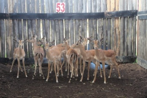 LOT 53 8X ROOIBOK M:8 (Per Piece to take the lot/Per stuk om lot te neem)