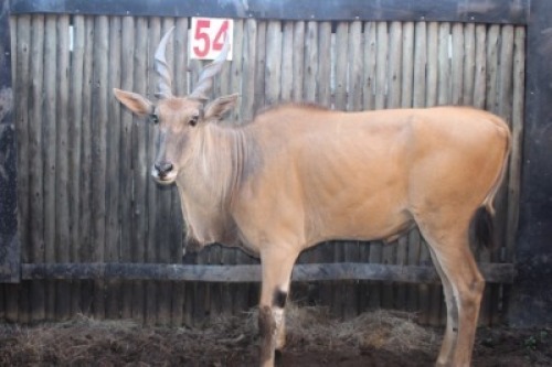 LOT 54 1X ELAND M:1