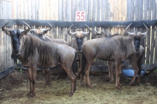 LOT 55 5X BLOUWILDEBEES M:2 V/F:3 (Per Piece to take the lot/Per stuk om lot te neem)