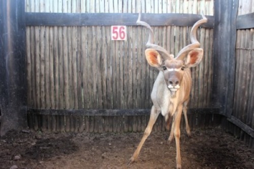 LOT 56 1X KOEDOE M:1