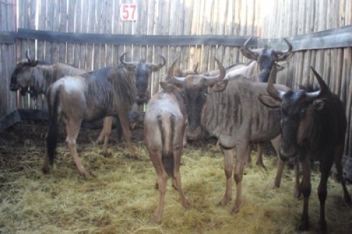 LOT 57 7X BLOUWILDEBEES V/F:7 (Per Piece to take the lot/Per stuk om lot te neem)