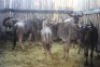 LOT 57 7X BLOUWILDEBEES V/F:7 (Per Piece to take the lot/Per stuk om lot te neem)