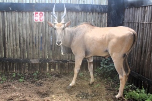 LOT 58 1X ELAND M:1