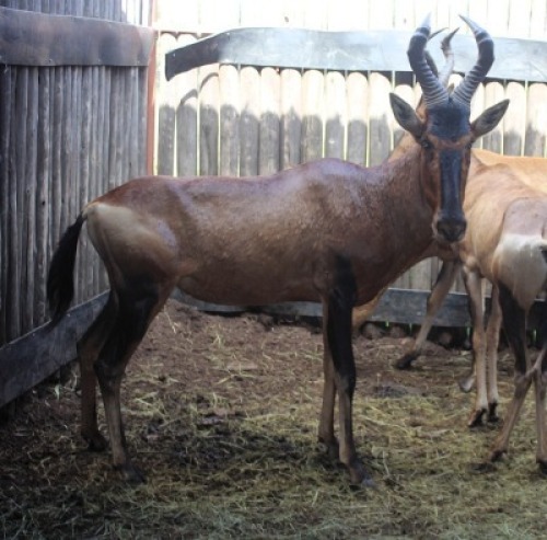 LOT 59A 1X ROOIHARTBEES M:1
