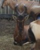LOT 59A 1X ROOIHARTBEES M:1 - 2