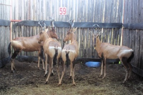 LOT 59B 3X ROOIHARTBEES V/F:3 (Per Piece to take the lot/Per stuk om lot te neem)