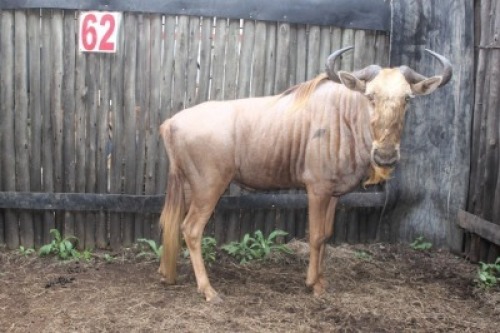 LOT 62 1X GOUE WILDEBEES M:1