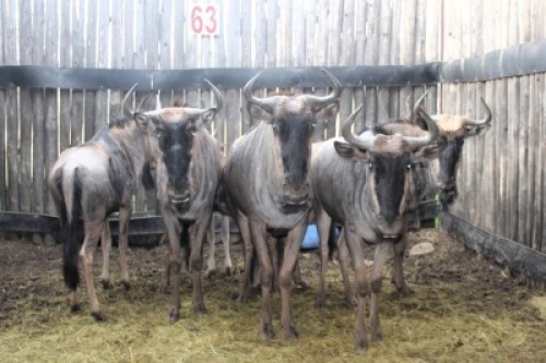 LOT 63 6X BLOUWILDEBEES V/F:6 (Per Piece to take the lot/Per stuk om lot te neem)