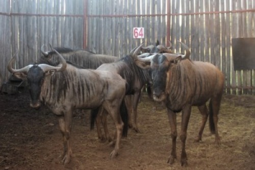 LOT 64 5X BLOUWILDEBEES M:5 (Per Piece to take the lot/Per stuk om lot te neem)