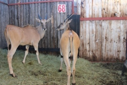 LOT 68 2X ELAND (Per Piece to take the lot/Per stuk om lot te neem)