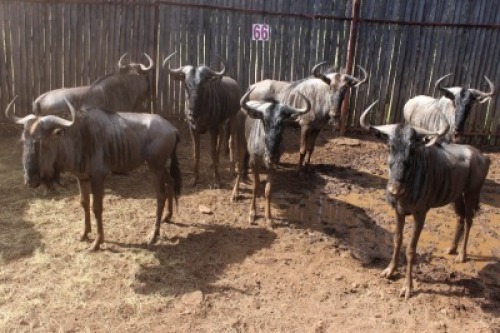 LOT 66 7X BLOUWILDEBEES M:7 (Per Piece to take the lot/Per stuk om lot te neem)