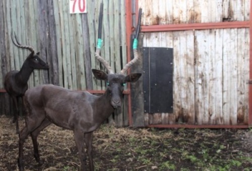 LOT 70B 1X SWART ROOIBOK M:1 V/F: (Per Piece to take the lot/Per stuk om lot te neem)