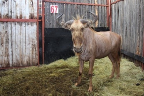 LOT 67 1X GOUE WILDEBEES M:1