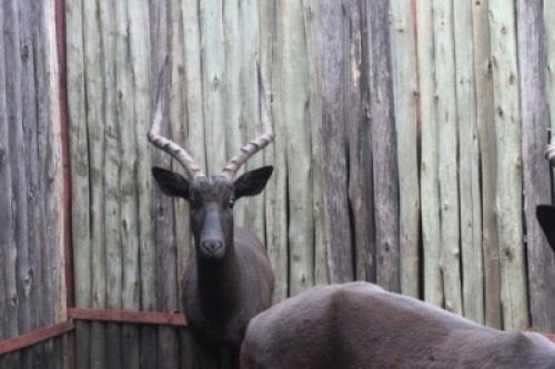 LOT 70A 1X SWART ROOIBOK M:1