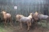 LOT 31 6X GOUE WILDEBEES V/F:3 (Per Piece to take the lot/Per stuk om lot te neem)