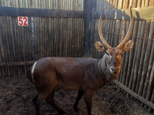 LOT 52 1X WATERBOK M:1 (Per Piece to take the lot/Per stuk om lot te neem)