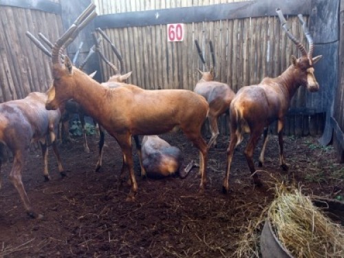 LOT 60 7X BLESBOK M:7 (Per Piece to take the lot/Per stuk om lot te neem)