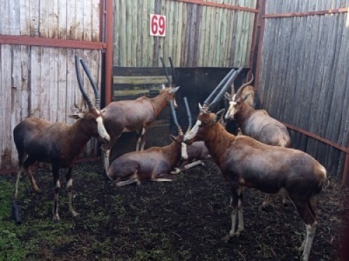 LOT 69A 5X BLESBOK M:5 (Per Piece to take the lot/Per stuk om lot te neem)