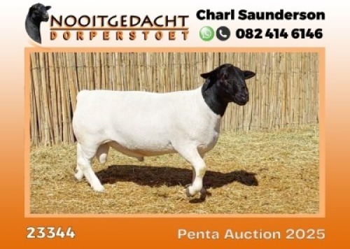 1X DORPER STUD RAM Nooitgedacht Dorper Stoet