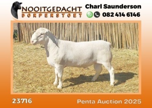 1X WIT DORPER STUD RAM Nooitgedacht Wit Dorper