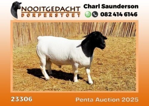 1X DORPER STUD RAM Nooitgedacht Wit Dorper