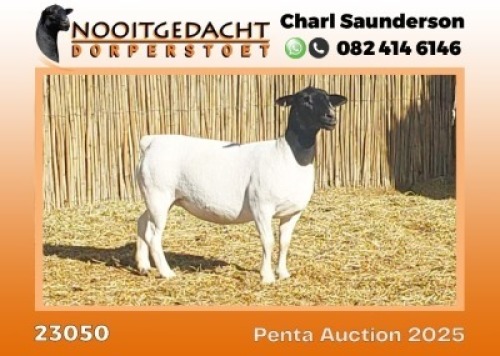 1X DORPER T5 PREGNANT EWE Nooitgedacht Dorper Stoet