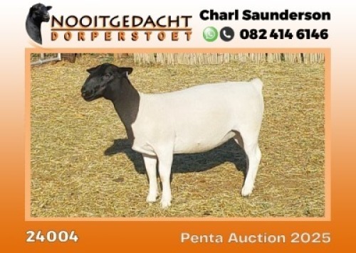 1X DORPER T5 PREGNANT EWE Nooitgedacht Dorper Stoet