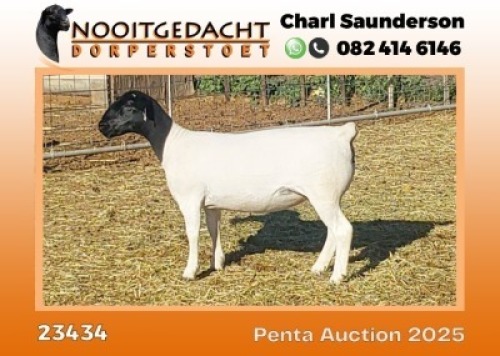 1X DORPER T5 PREGNANT EWE Nooitgedacht Dorper Stoet
