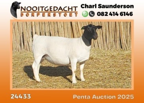 1X DORPER STUD PREGNANT EWE Nooitgedacht Dorper Stoet