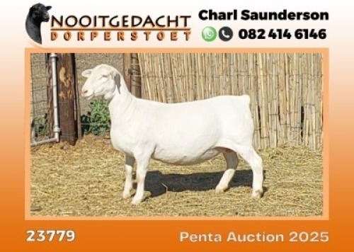 1X WIT DORPER T5 PREGNANT EWE Nooitgedacht Wit Dorper