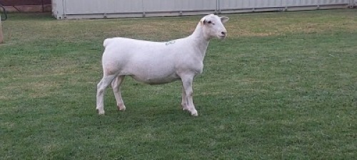 1X WIT DORPER T5 PREGNANT EWE Nooitgedacht Wit Dorper