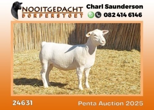 1X WIT DORPER STUD EWE Nooitgedacht Wit Dorper