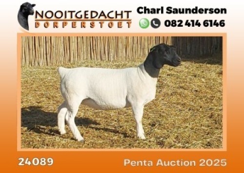 1X DORPER STUD PREGNANT EWE Nooitgedacht Dorper Stoet