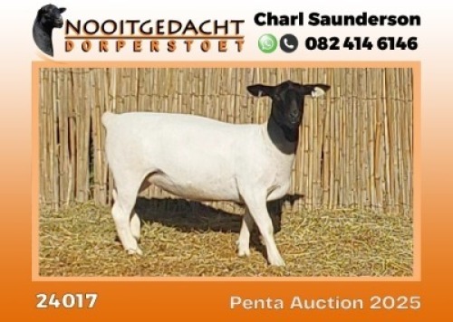1X DORPER STUD PREGNANT EWE Nooitgedacht Dorper Stoet