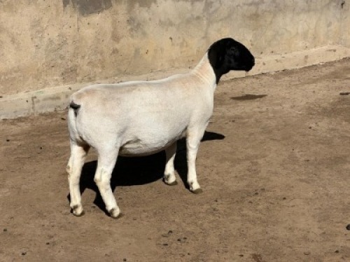 1X DORPER FLOCK PREGNANT EWE Leroy Phillips Dorpers