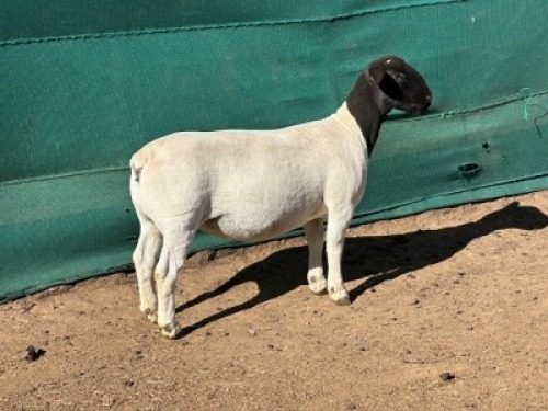1X DORPER T5 PREGNANT EWE Leroy Phillips Dorpers