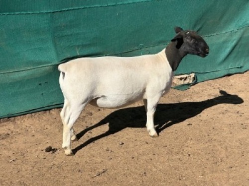 1X DORPER T5 PREGNANT EWE Leroy Phillips Dorpers