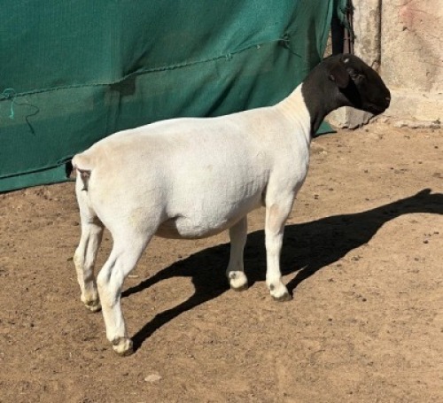 1X DORPER T5 PREGNANT EWE Leroy Phillips Dorpers