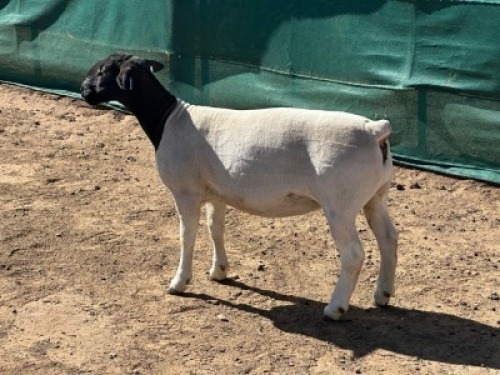 1X DORPER T5 PREGNANT EWE Leroy Phillips Dorpers