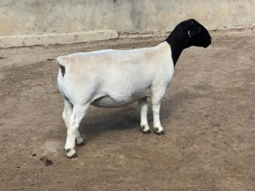 4X DORPER STUD PREGNANT EWE Leroy Phillips Dorpers