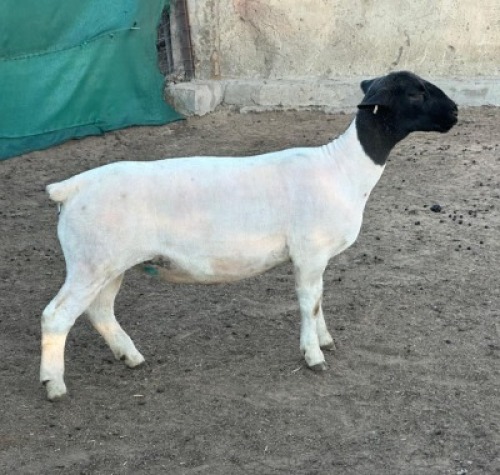 2X DORPER T5 PREGNANT EWE Leroy Phillips Dorpers