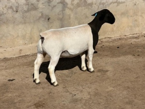 1X DORPER T5 PREGNANT EWE Leroy Phillips Dorpers