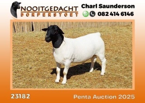 1X DORPER T5 RAM Nooitgedacht Dorper Stoet