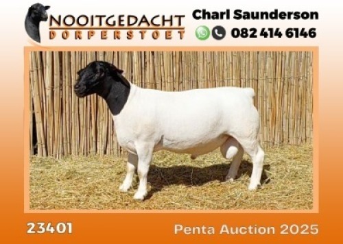 1X DORPER STUD RAM Nooitgedacht Dorper Stoet