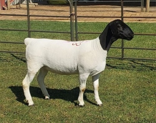 1X DORPER FLOCK EWE Nooitgedacht Dorper Stoet