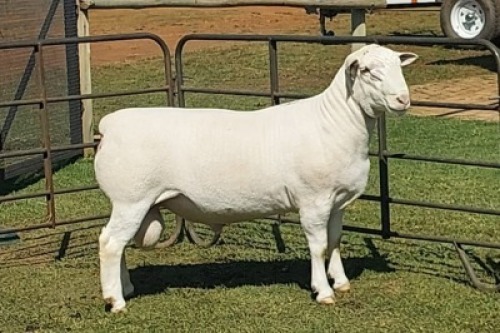 1X WIT DORPER T5 RAM Nooitgedacht Wit Dorper