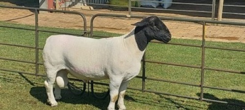 1X DORPER STUD RAM Nooitgedacht Wit Dorper