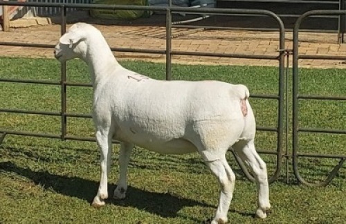 1X WIT DORPER FLOCK PREGNANT EWE Nooitgedacht Wit Dorper