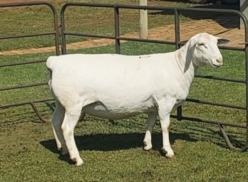 1X WIT DORPER FLOCK PREGNANT EWE Nooitgedacht Wit Dorper