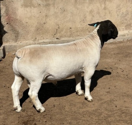1X DORPER T5 RAM Leroy Phillips Dorpers